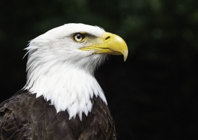 bald-eagle-canada