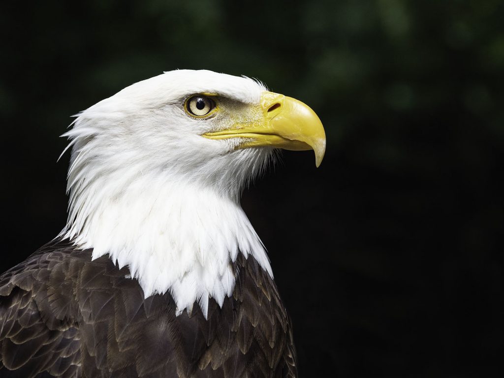 bald-eagle-canada