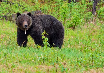 bear-at-jasper