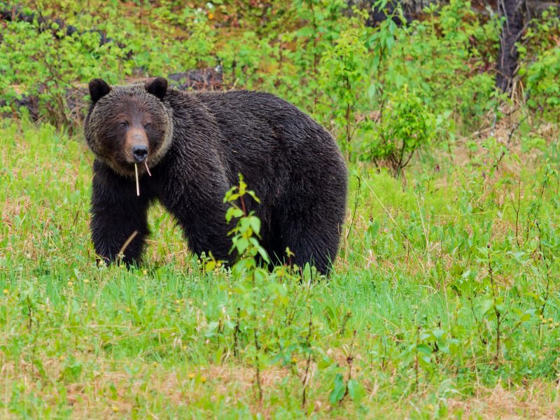 bear-at-jasper