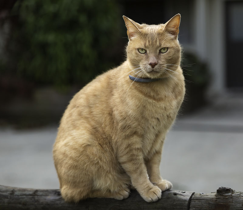 brian-the-aristocat-eudlo-house-sit-2018