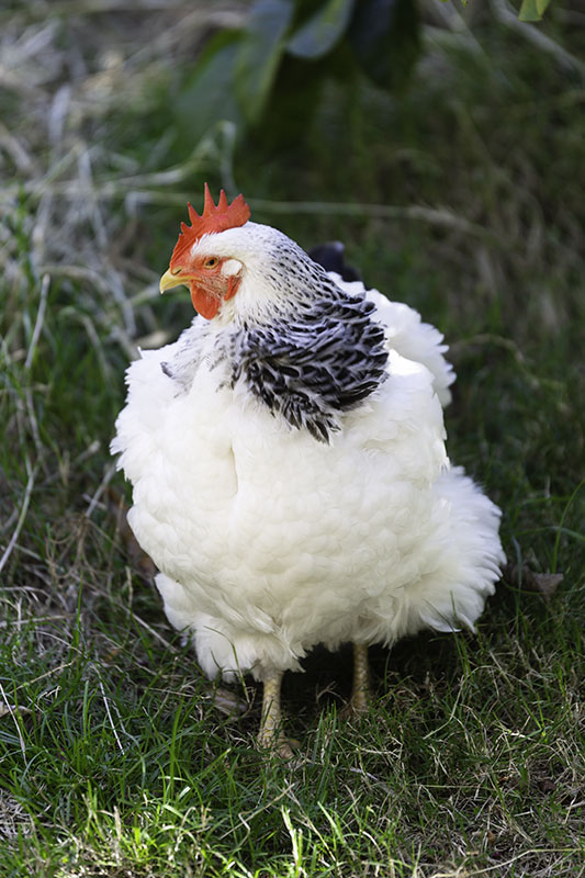 white-chicken-eudlo-house-sit-2018