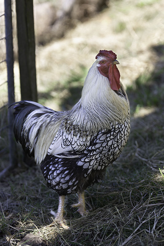 rooster-at-eudlo-house-sit-2018