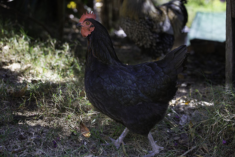 black-chicken-eudlo-house-sit-2018