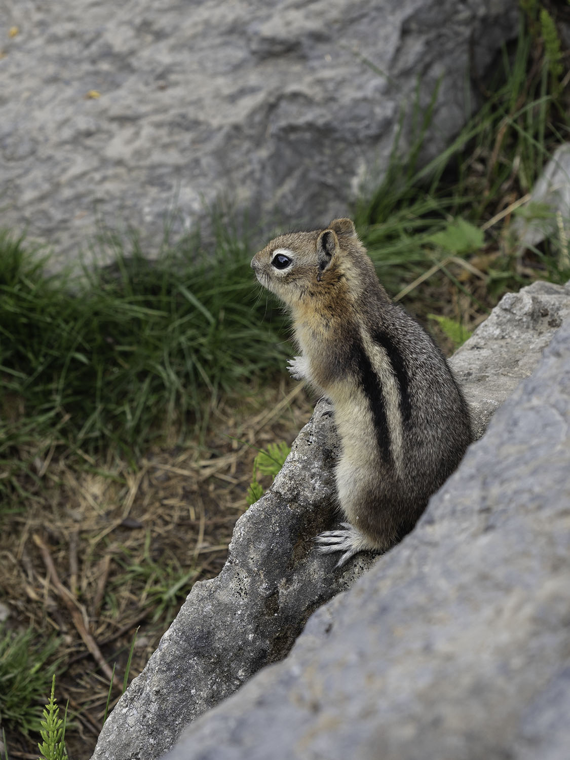 chipmunk