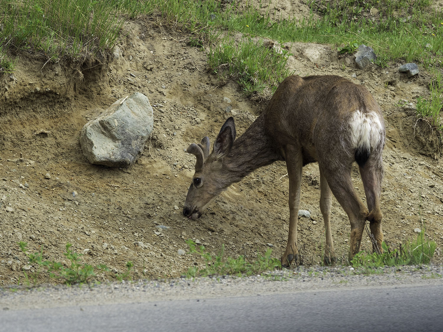 deer-at-sun-peaks