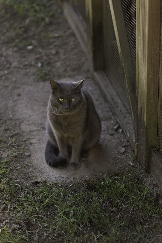 graham-the-cat-eudlo-house-sit-2018