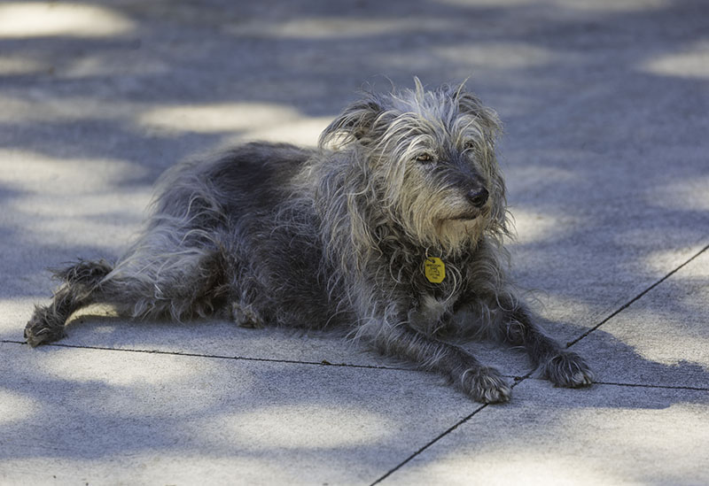 jazz-the-sweetie-eudlo-house-sit-2018