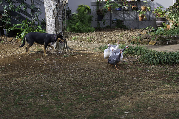 attached-jess-rounding-up-guinea-fowl