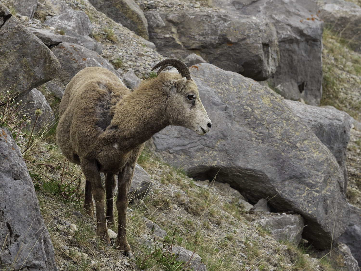 bighorn-sheep-medicine-lake