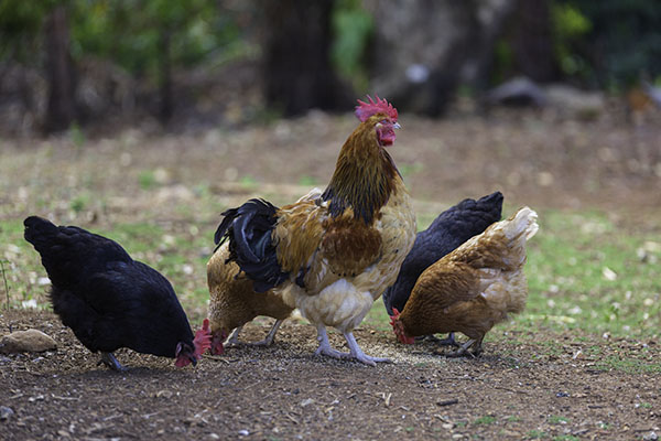 attached-the-chooks