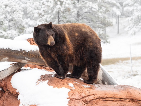 brown bear south dakota travel is sweet