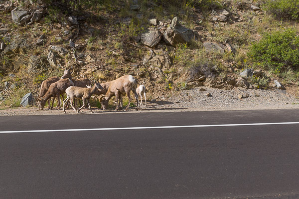 trail ridge road widlife travel is sweet