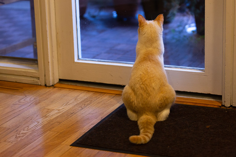 three cats ollie pondering travel is sweet