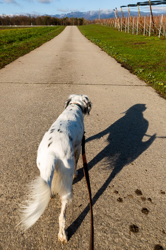 murphy on walk house sitting heidi travelis sweet