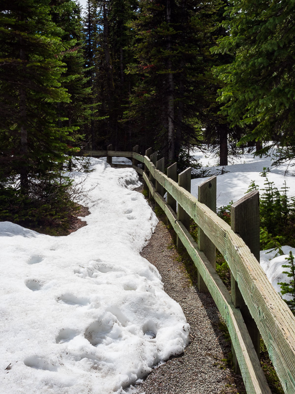 peyto lake trail travel is sweet