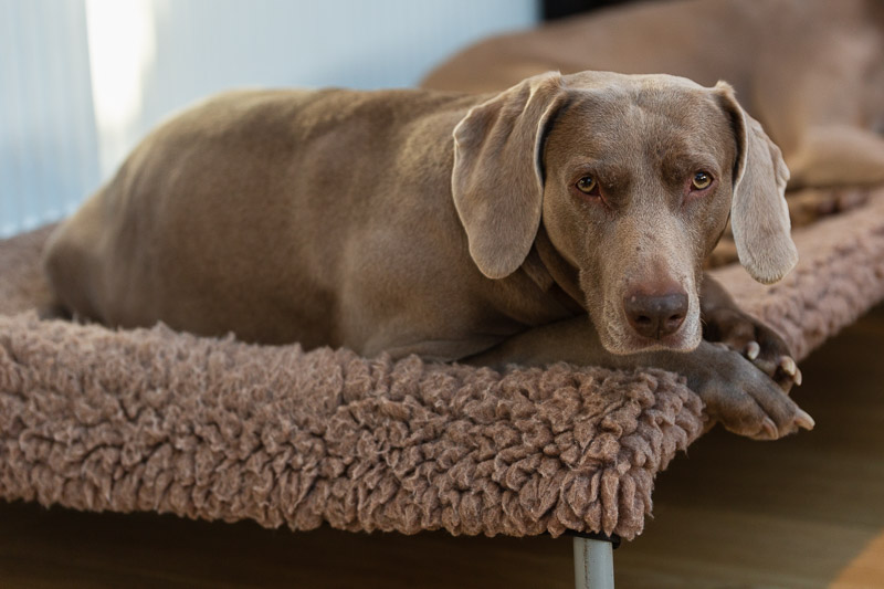 reeva relaxing house sitting geordies travel is sweet