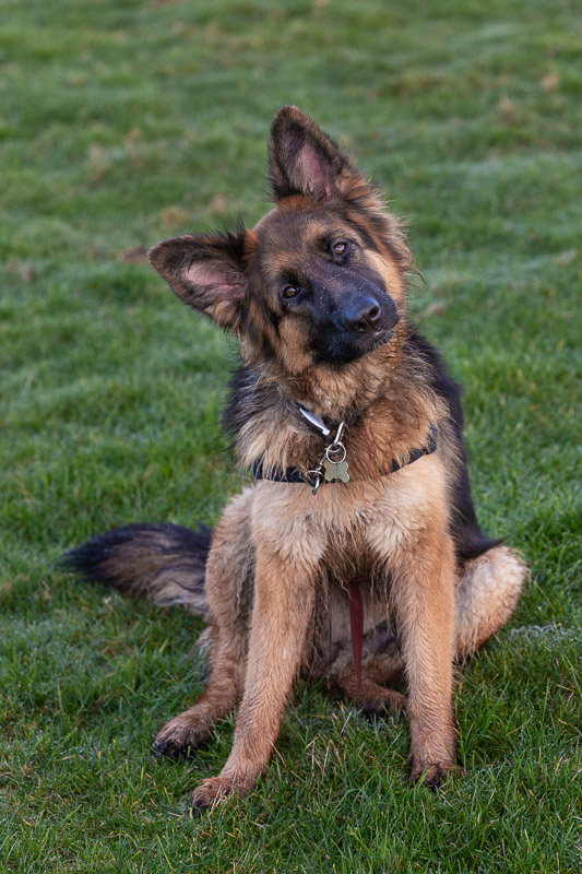 cassie head tilt house sittig cassie travel is sweet