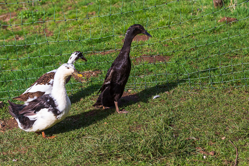 house sitting oxford the ducks travel is sweet