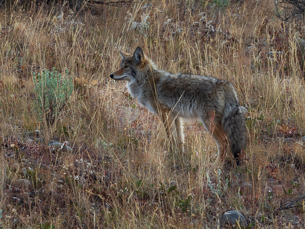 pet sitting internationally coyote travel is sweet