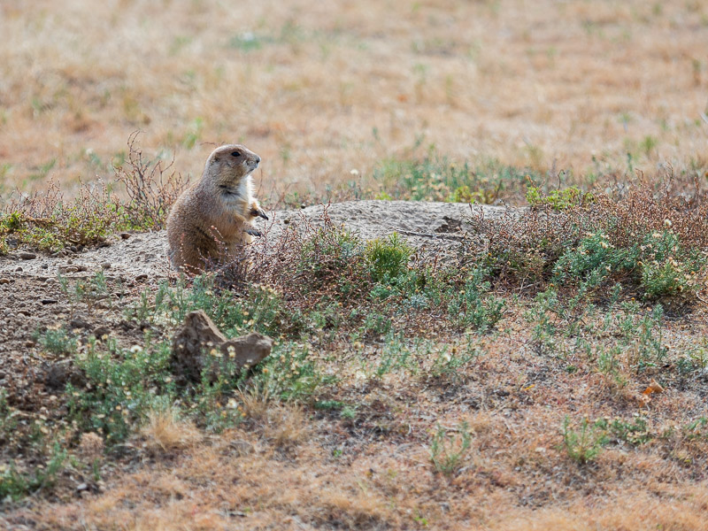 pet sitting internationally prairie dog travel is sweet