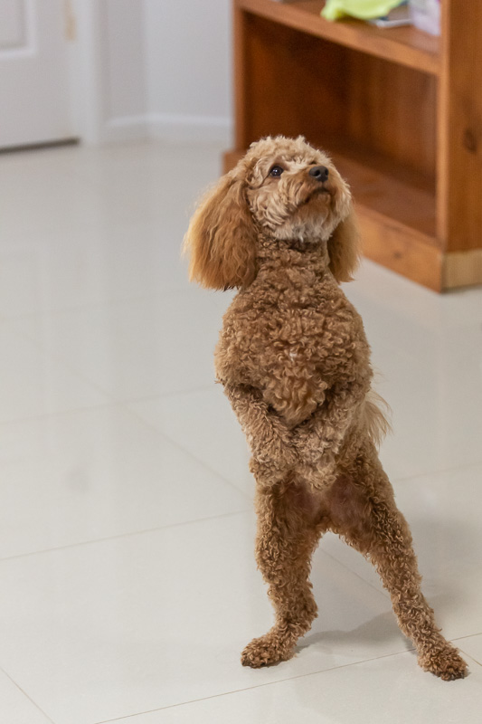 house sitting louie standing travel is sweet