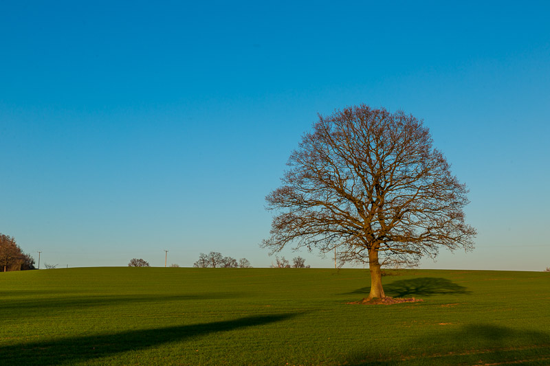 house sitting witley the tree travel is sweet