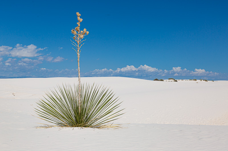 deming to roswell white sands plant travel is sweet