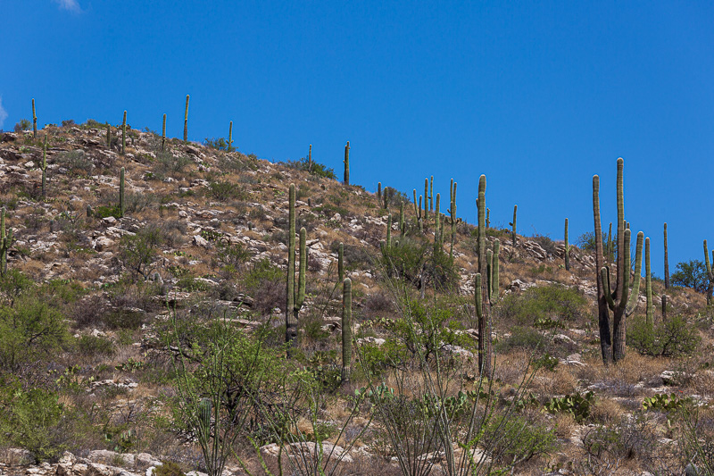 phoenix to tucson cactus travel is sweet