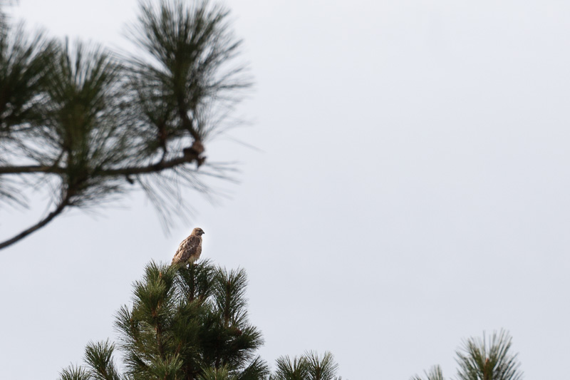 boondocking eagle lake california osprey